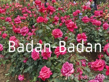 德國巴登巴登月季競賽獎(jiǎng)(Badan-Badan)