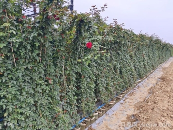 月季在背陰處如何開花？