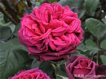 普及12種月季，養(yǎng)不死得小強(qiáng)月季