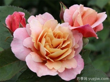 推薦8款復(fù)古柔色月季，色彩獨(dú)特，花型優(yōu)雅