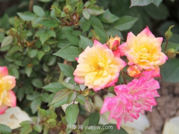 小五彩月季的介紹和優(yōu)缺點