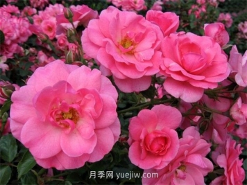 米拉托月季的介紹和優(yōu)缺點(diǎn)