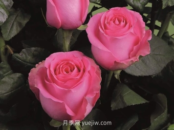 上海夫人月季的介紹和優(yōu)缺點