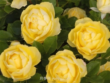 金絲雀月季的介紹和優(yōu)缺點