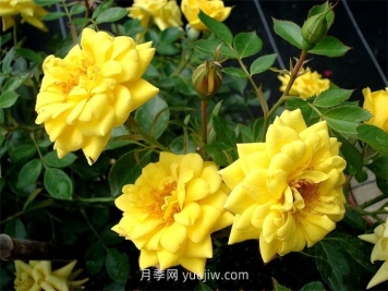 黃金珠寶月季的介紹和優(yōu)缺點