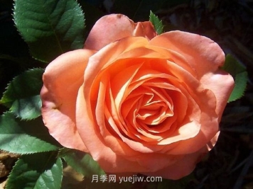 丹陶木瓜月季的介紹和優(yōu)缺點