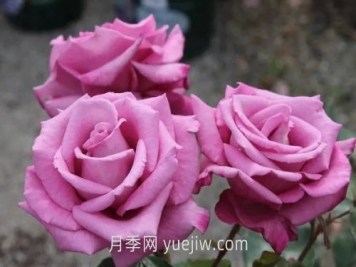 梅子灰月季介紹和優(yōu)缺點