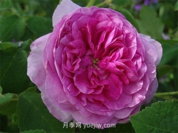 珍妮杜瓦爾月季介紹和優(yōu)缺點