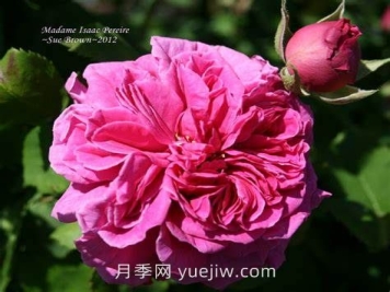 艾薩克太太月季介紹和優(yōu)缺點