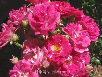 超級?？巳麪査_月季介紹和優(yōu)缺點