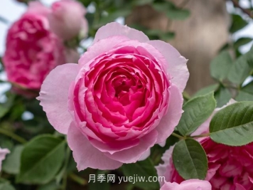 紫葡萄月季介紹和優(yōu)缺點