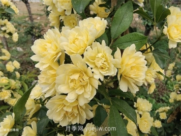 黃木香多久可以開(kāi)花？黃木香怎樣才能多開(kāi)花呢？