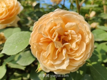 橙色月季哪個(gè)品種花大？