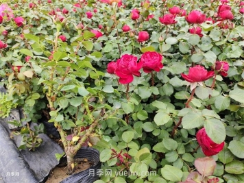 內(nèi)蒙古區(qū)域可以種植月季嗎？