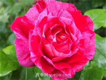 瓦薩加明月季介紹和優(yōu)缺點