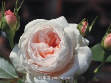 薩布麗娜月季介紹和優(yōu)缺點