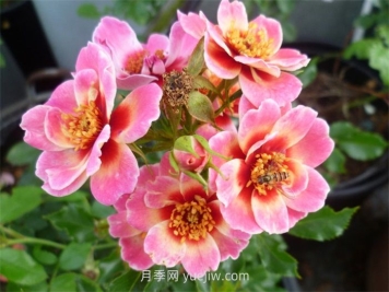 女王巴比倫之眼月季介紹和優(yōu)缺點