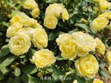 月季花的習性，要求什么樣的種植環(huán)境？