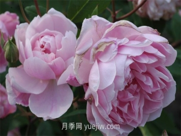 莫莉麥格雷迪月季介紹和優(yōu)缺點