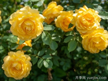 傾慕月季介紹和優(yōu)缺點