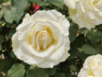 坦尼克月季介紹和優(yōu)缺點