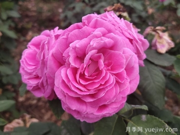 藍(lán)月亮月季介紹和優(yōu)缺點