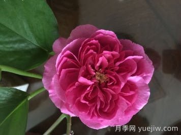 伊芙小資情調(diào)月季介紹和優(yōu)缺點