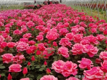 香飄九州，南陽月季何以花滿天下？