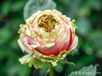 3個僵尸月季品種，花苞打不開，選擇需謹(jǐn)慎