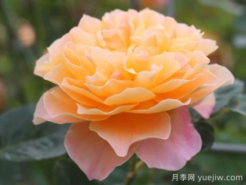養(yǎng)棵印象派月季，花朵又美又香，四季都有花看