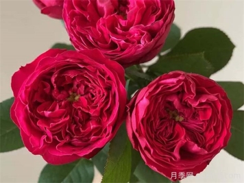 沈陽市小玫瑰開出致富花路