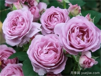 熱門50種月季花品種展示，每一種都獨特美麗