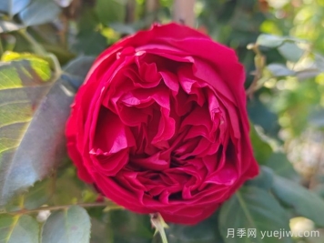 愛種藤本月季的福建朋友來看，必養(yǎng)的二個品種