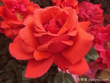 五種大花月季品種，花香濃郁，花朵巴掌大