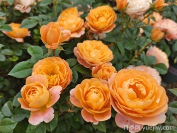 15款經(jīng)典月季花，好看好養(yǎng)，月季花開看花海！