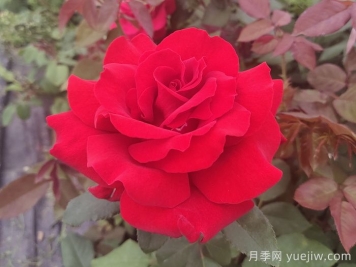 關(guān)于月季花顏色寓意，你不知道的花語