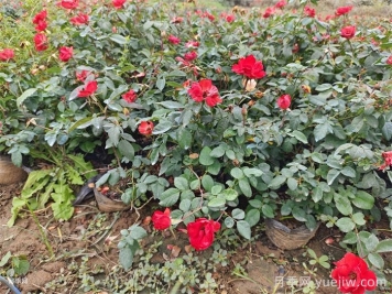 月季殺菌劑兌水后可以保存多久？