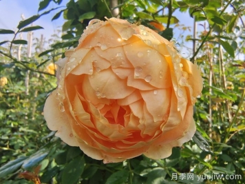 下雨對(duì)月季有什么好處？