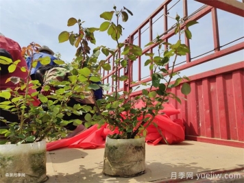 盆栽月季花朵為什么越開越??？防治辦法有5點