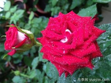 自由鐘月季/費(fèi)城自由之鐘