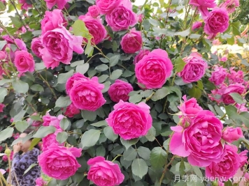 花墻養(yǎng)成必選的6種藤本月季品種，四季開花不停歇