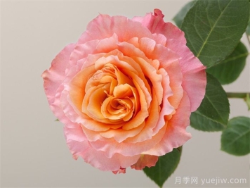 自由精靈月季/火靈鳥/自由主義