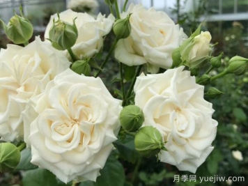 象牙流動月季