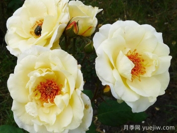 象牙時尚月季