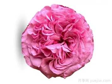 好運來月季/幸運兒