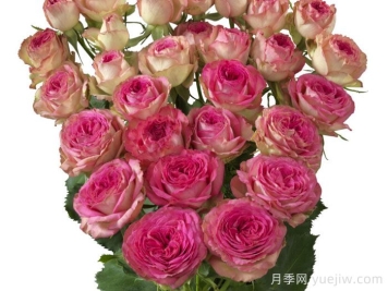 快樂(lè)潮流月季