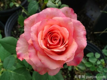 搖滾樂月季/硬式搖滾