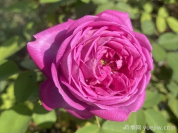 拉菲女王月季/女王長(zhǎng)青