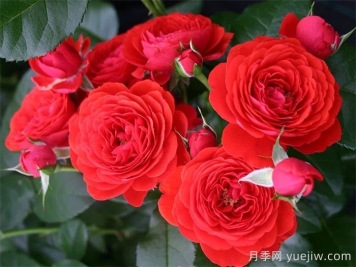 奇卡門廊月季/奇卡花環(huán)月季