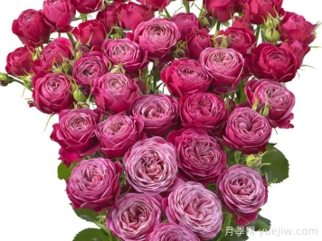 派對(duì)潮流月季
